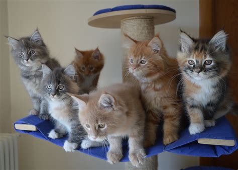 Are maine coon cats hypoallergenic? Cuccioli - Allevamento Maine Coon Moon And Sun