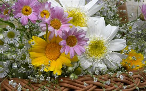 Marguerite Summer Flowers Bouquet Wallpapers Hd Desktop And Mobile
