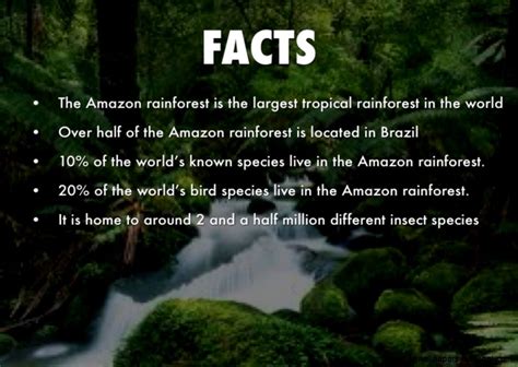 Infographic Rain Forest Facts Rainforest Facts Rainfo