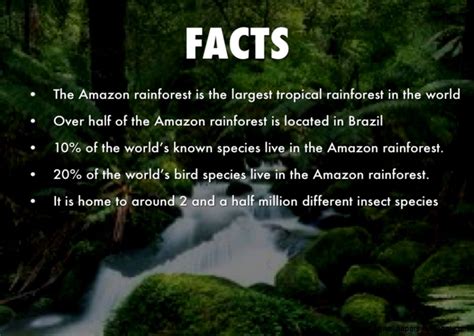 Amazon Rainforest Facts For Kids Worksheet