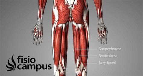 Bíceps femoral Qué es origen inserción cómo estirar y fortalecer función y lesiones