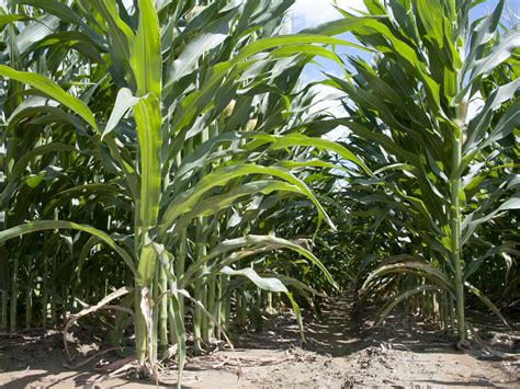 Heat Not Helping States Corn Crop Mississippi State University