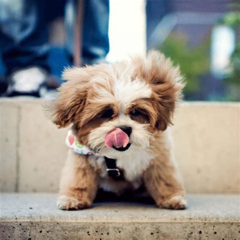 Top 10 Shih Tzu Bichon Mix Teddy Bear You Need To Know