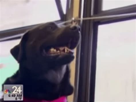 Seattle Dog Rides Bus To Dog Park All By Herself Dog Rides Bus Dog