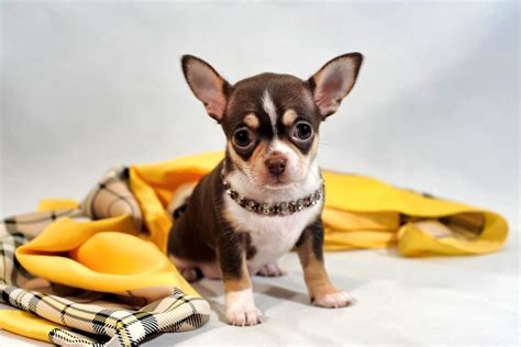 Chihuahua Dog Breed Complete Guide A Z Animals