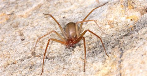 Brown Recluse In Michigan Where Have They Been Spotted Az Animals