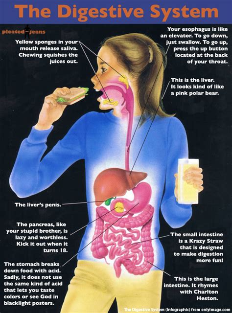 Digestive System Diseases And Disorders Signs Symptoms And Causes 40430