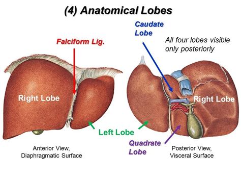 Anatomy Of Liver Anatomy Diagram Source