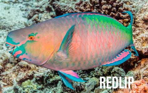 Fish Spotlight — Parrotfish Hanauma Bay Snorkel Adventures