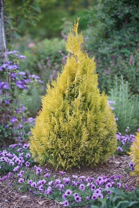 Thuja Plicata Fluffy® Smntpgf Western Arborvitae Garden Center