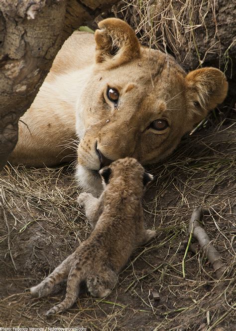Pregnant Lioness Giving Birth
