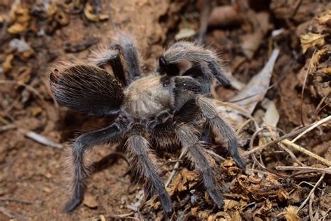 Aphonopelma Johnnycashi Tarantula By 03arachnids Morphmarket