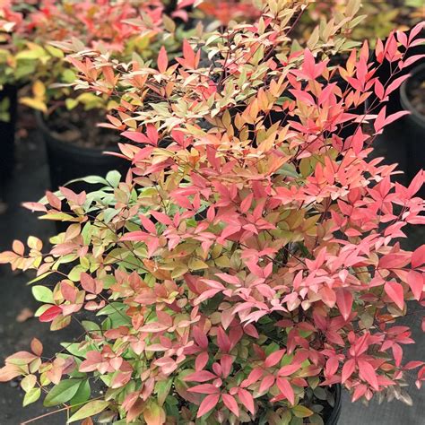 Nandina Domestica Heavenly Bamboo From Saunders Brothers Inc