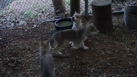 Wolf Puppies Join In Howling With The Pack Wolf Pup Puppies Wolf