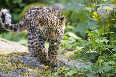 Amur Leopard Conservation Population Of Rarest Cat Doubles In Seven Years