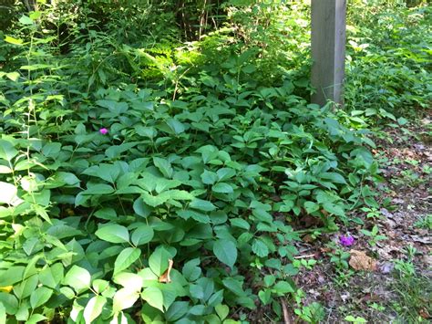 Watch Out For Poison Ivy Along The Trail Friends Of The Betsie Valley