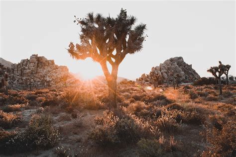Camping In Joshua Tree National Park The Ultimate Guide To All 9