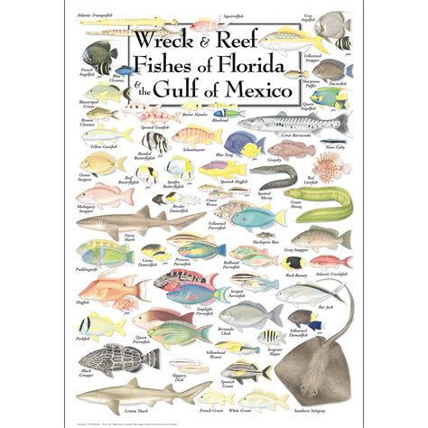 Wreck And Reef Fishes Of Florida And The Gulf Of Mexico