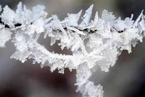 Free Picture Winter Snowflake Macro Crystal Frost Branch Nature