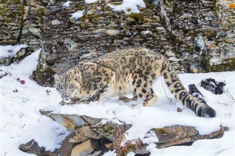New Report Reveals Low Numbers Of The Endangered Snow Leopard