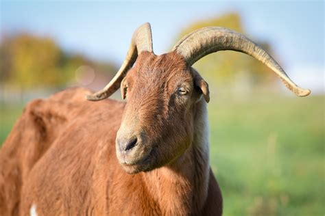 Goats | Farm Animals - Farm Sanctuary