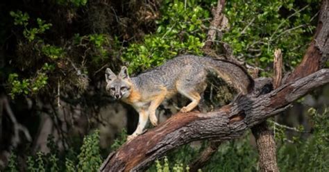 What Do Gray Foxes Eat A Z Animals