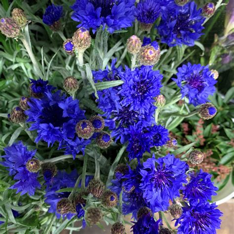Wholesale Flowers Blue Cornflower Bachelors Button Fabulous Florals