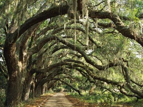 Ancient Live Oak Trees In Georgia Photographic Print By Maria Stenzel