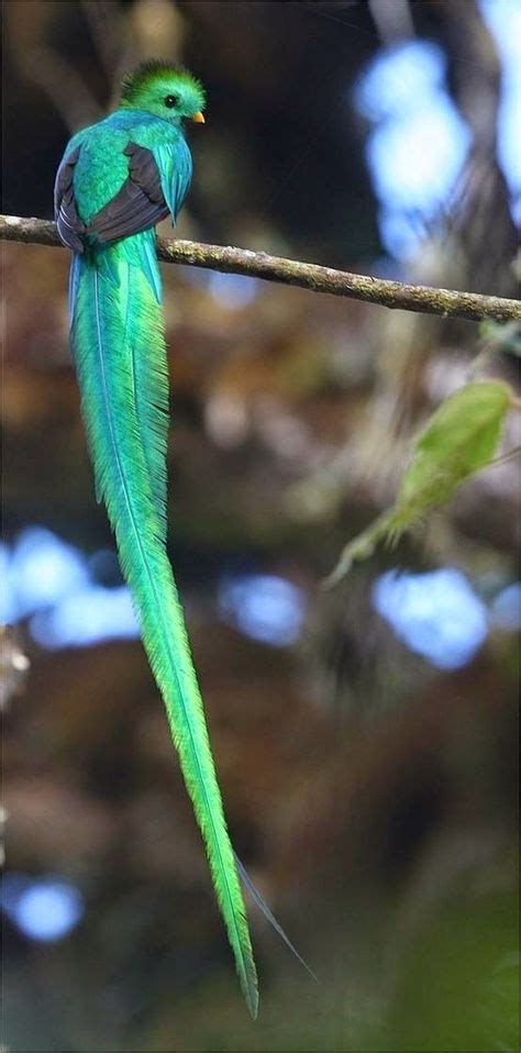 Beautiful Birds Resplendent Quetzal Beautiful Incandescent Green