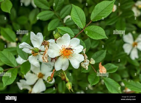 Large Bright Flowers And Buds Of The May Wild Rose On A Bush Stock