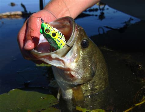 Watertight Frog Tactics For Epic Fall Bass Outdoorhub