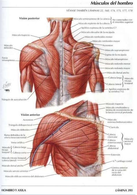 atlas de anatomía humana netter pdf Buscar con Google Musculos
