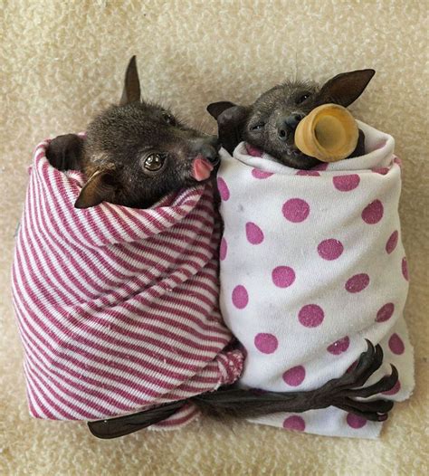 At Birth A Bat Pup Weighs Up To 25 Of Its Mothers Body Weight Which