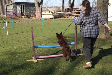 With eyes we do not recommend waiting because delay in treatment can sometimes affect the outcome significantly, and some eye 1. Homemade Dog Agility Course… | The Mobile Home Woman