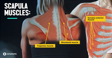 Shoulders 101 Your Guide To Basic Shoulder Anatomy Icewraps