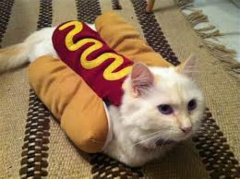 10 Adorable Cats In Costumes That Will Brighten Up Your Day