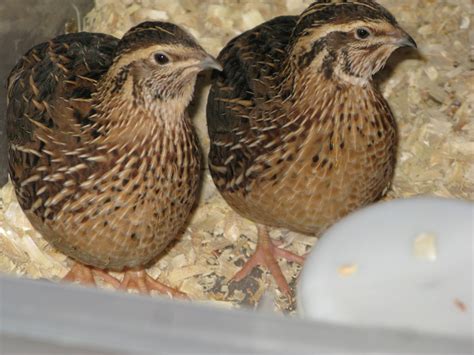 Jumbo Coturnix Quail Sexing Trouble Backyard Chickens Learn How