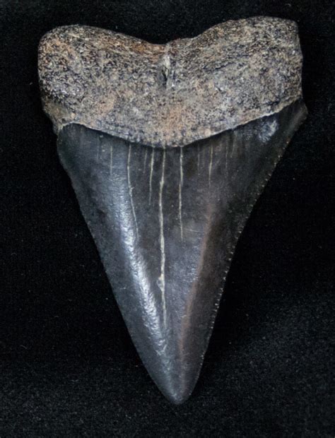 Fossil Great White Shark Tooth 197 For Sale 12878