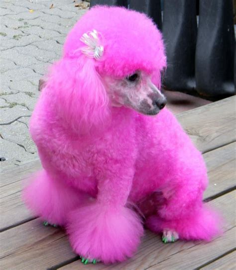 Pretty In Pink Pink Animals Pink Dog Pink Poodle