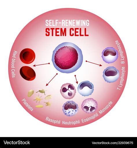 Self Renewing Stem Cell Royalty Free Vector Image