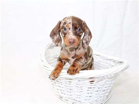See puppy pictures, health information and our dachshunds are playful, loving pets with a strong desire to please. Miniature Dachshund-DOG-Male-Chocolate / Tan-2496540-My ...