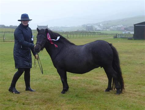 Viking Shetland Pony Show 2023 Pony Breeders Of Shetland Association