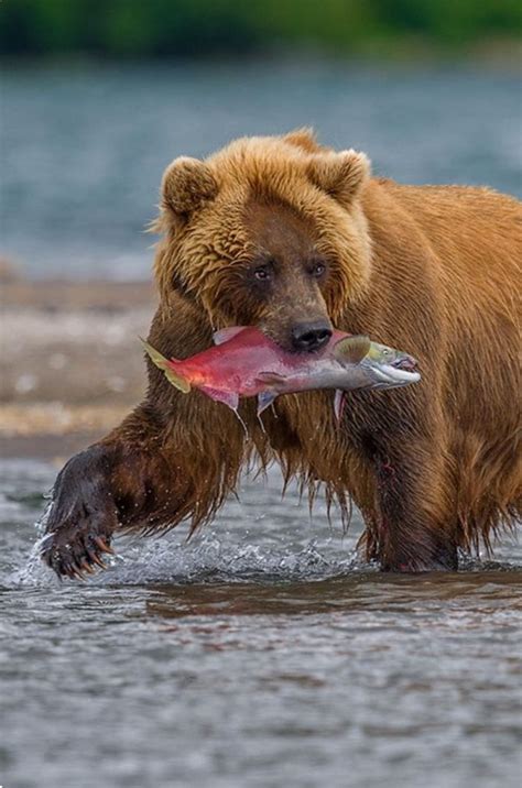 Large Brown Bear With Its Catch From The Salmon Run In North America