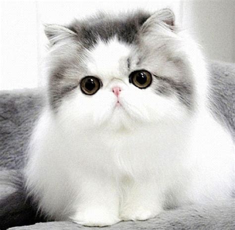 Cute Cats Make Your Life Happier Cat