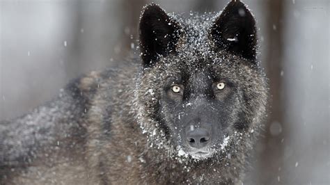 The Black Wolf In Snow Hd Desktop Wallpaper Widescreen High