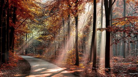 Nature Landscape Trees Forest Branch Sun Rays Road Fall Leaves Shadow