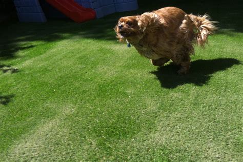 Artificial Grass Installations For Pets Easigrass Uae