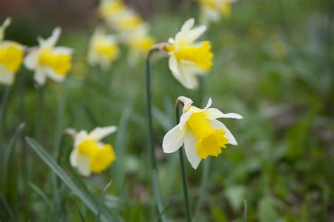 Wild Daffodil Narcissus Pseudonarcissus Subsp Pseudonarcissus