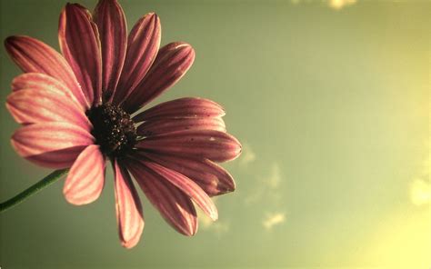 Flowers are precious beauty of nature, which gives expression to our emotions. Beautiful Flower HD Image | HD Wallpapers