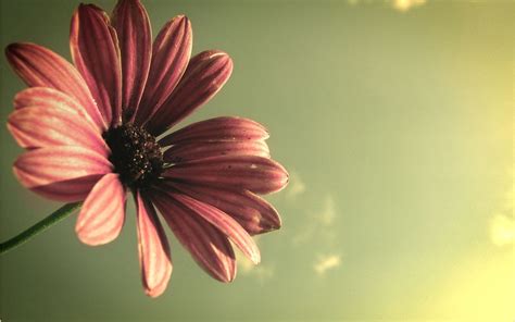 See more ideas about flowers, flower art, flower clipart. Beautiful Flower HD Image | HD Wallpapers